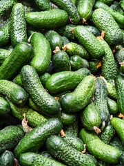 Fresh cucumbers gathered at a local market showcasing vibrant green produce during summer season
