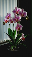 Obraz premium A branch of orchids with vibrantly colored petals intricate details set against a lit curtain background