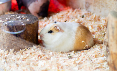 Hamster 