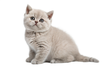 British shorthair kitten isolated on white. British shorthair kitten sitting in front of white background. Studio photo.