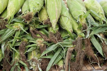 Close up of fresh sweetcorn