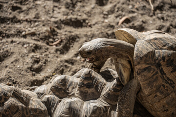 Mating Tortoises in Natural Habitat Under Sunlight. Close-up of two tortoises mating in a sandy outdoor habitat, showcasing natural behavior and reptile biodiversity.