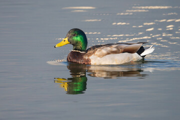 The Mallard is a widespread dabbling duck with iridescent green-headed males and mottled brown females, inhabiting wetlands, and feeding on plants, insects, and small aquatic creatures.
