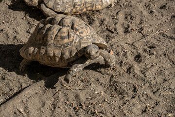 Leopard Tortoise on Dry Ground in Natural Habitat

