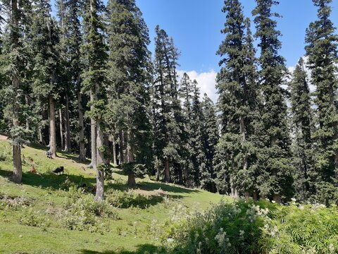 trees and fence, Lalazar Top Naran, Pakistan 