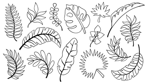 Palm leaves hand drawn crayon brush illustration. Chalk textured tropical jungle doodle shapes. Foliage tropical jungle leaves monstera, texture silhouette elements. Hand drawn grunge texture. Vector