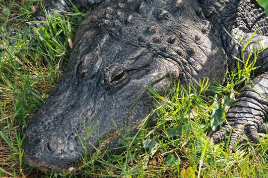 American Alligator Resting on Grass in Natural Habitat. Close-up of an American alligator resting on lush grass, highlighting its textured armored skin and natural surroundings - Powered by Adobe