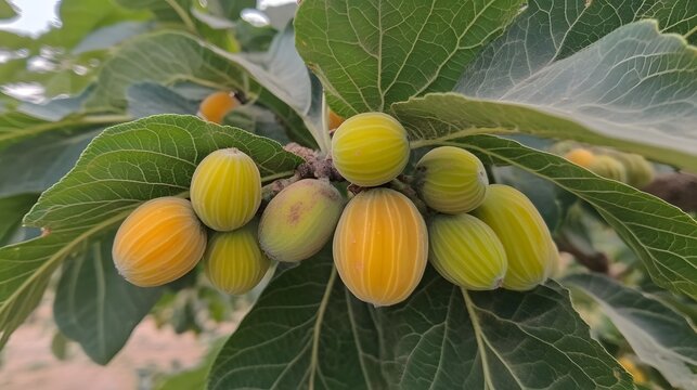 Closeup of Vibrant Yellow and Green Fruits on a Lush Green Branch
