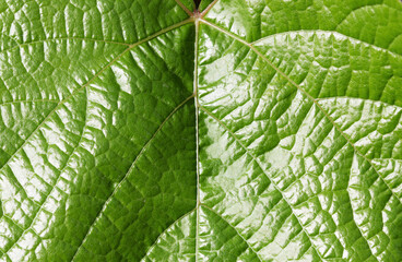 Beautiful fresh green sheet, highlighted by the sun. The background has a beautiful expressive structure.