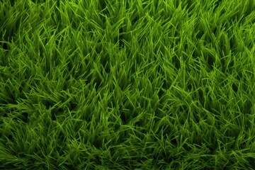 Grass backgrounds plant green.