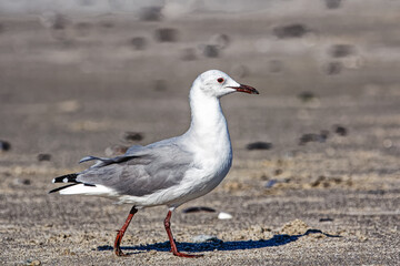 Hartlaubs Gull walking purposefully on gently sloping beach on the West Coast, South Africa