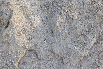 Rough sandy texture with pebbles and granules in neutral tones