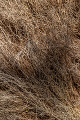 Dense thicket of dry brown grass stalks in natural outdoor setting