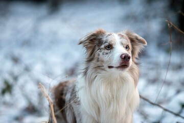 border collie dog