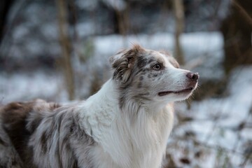 dog in snow
