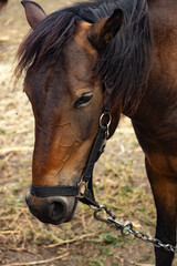 Fototapeta premium portrait of a horse