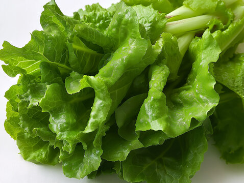 Fresh greenery lettuce close-up. 