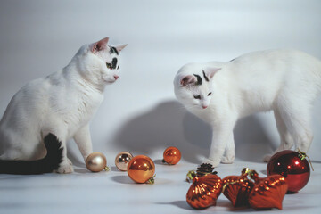 two white cats