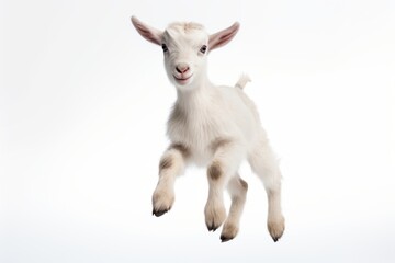 Obraz premium Livestock wildlife animal mammal.