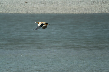 Ducks flying on the river
