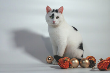 white cat, christmas background