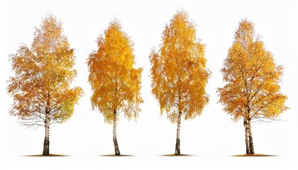 Fototapeta premium tree in autumn