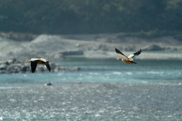 Ducks flying on the river