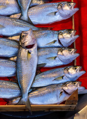 Obraz premium Fresh bluefish displayed on a vibrant red surface at a local market. A close up showcasing shiny scales and vivid colors, perfect for seafood and culinary themes.