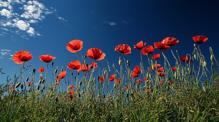 Obraz premium Vibrant field of red poppies swaying under a clear blue sky with scattered clouds in the background