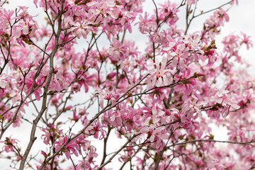 Branches of a pink magnolia tree blooming in spring