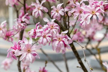 Pink flowers on magnolia branches