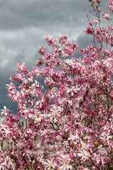 Branches of a flowering magnolia tree against a stormy sky