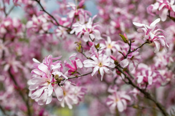 Close view of a flowering magnolia branch