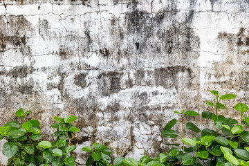 Weathered black and white wall with vibrant green foliage below