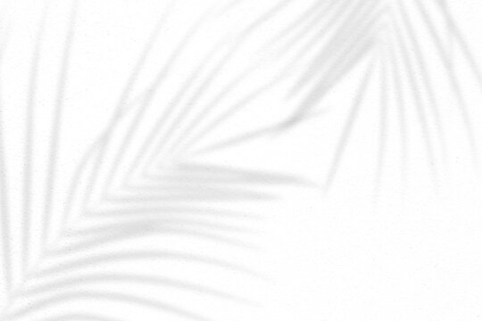 Realistic shadow of tropical palm leaf on white textured wall. Coconut branch shadow effect on white background. Minimal summer travel concept. Mockup for product presentation