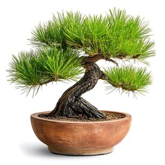 Fototapeta premium Beautiful Bonsai Tree in Clay Pot with Lush Green Needles