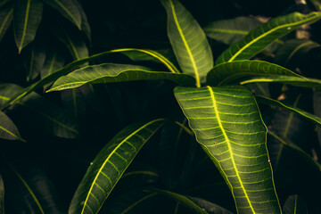 Vibrant green mango leaves with distinct veins in natural light