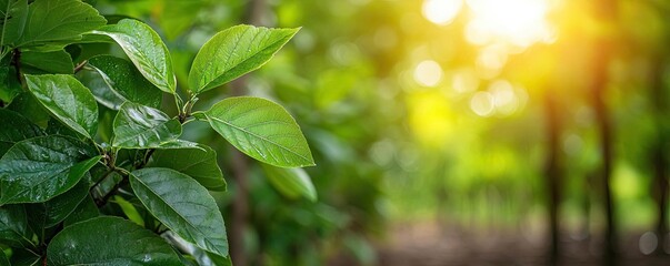 Eco-friendly practices gardening concept. Lush green leaves glimmer under soft sunlight in a peaceful forest setting.