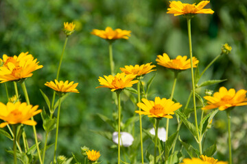 Obraz premium Beautiful yellow-orange flowers on a blurred green background