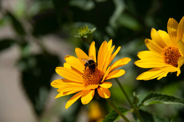 Bee on a yellow-orange flower