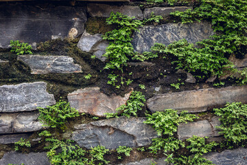 Lush green moss growing on rustic stone wall surface