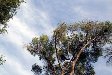 Pinos y cielo azul al fondo. 