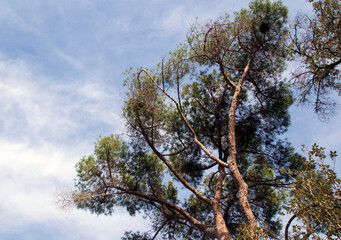 Pinos y cielo azul al fondo. 