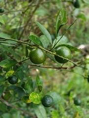 Citrus aurantifolia is a type of plant whose fruit is used as drinking water and also mixed in cooking