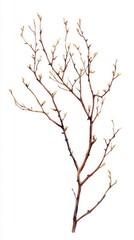 Detailed Watercolor Painting of a Branch with Buds