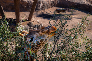 Żyrafa, zoo, Fuerteventura, Oasis © Tomasz