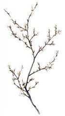 Obraz premium Delicate Watercolor Blossom Branch