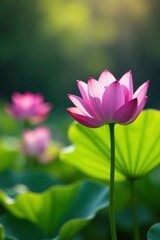 Obraz premium Purple lotus blooms in sunlight amidst greenery, lotus, background