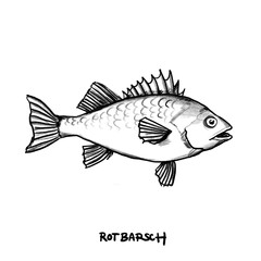 Red, Bass perch, Fish, hand-drawn pencil drawing, illustration, black, transparent background, PNG, food fish
