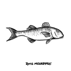 Sea mullet, Fish, hand-drawn pencil drawing, illustration, black, transparent background, PNG, food fish